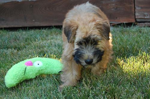 https://images.dog.ceo/breeds/terrier-wheaten/n02098105_2873.jpg