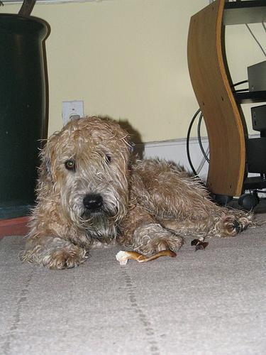 https://images.dog.ceo/breeds/terrier-wheaten/n02098105_3048.jpg