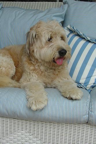 https://images.dog.ceo/breeds/terrier-wheaten/n02098105_3163.jpg