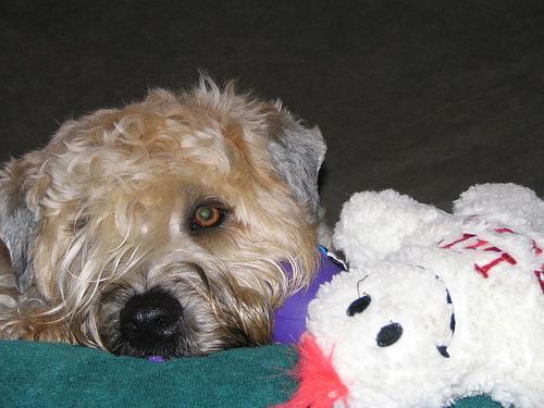 https://images.dog.ceo/breeds/terrier-wheaten/n02098105_321.jpg