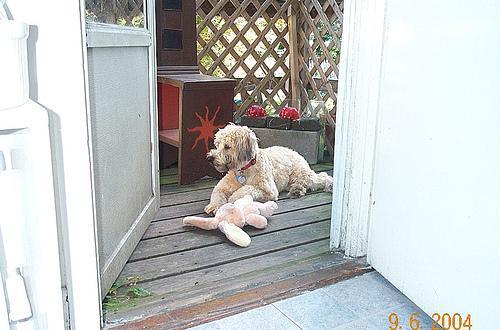 https://images.dog.ceo/breeds/terrier-wheaten/n02098105_3348.jpg