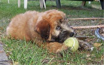 https://images.dog.ceo/breeds/terrier-wheaten/n02098105_3359.jpg