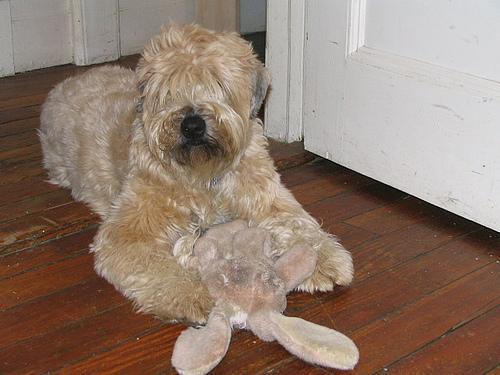 https://images.dog.ceo/breeds/terrier-wheaten/n02098105_344.jpg