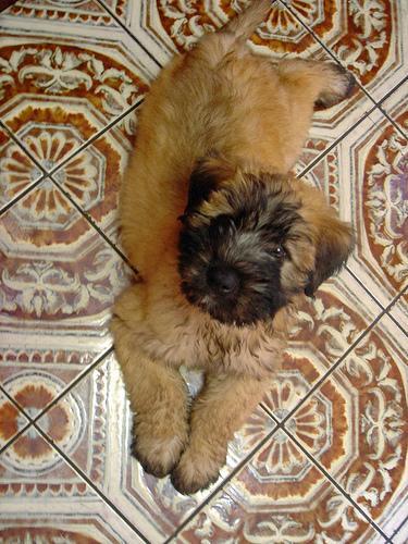 https://images.dog.ceo/breeds/terrier-wheaten/n02098105_3579.jpg