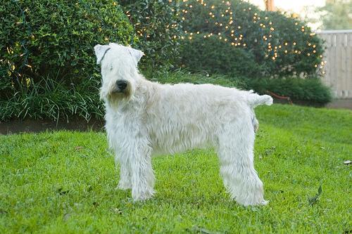 https://images.dog.ceo/breeds/terrier-wheaten/n02098105_3591.jpg