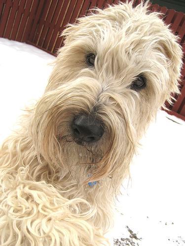 https://images.dog.ceo/breeds/terrier-wheaten/n02098105_3609.jpg