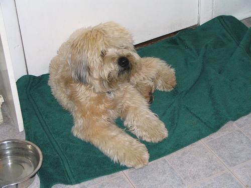 https://images.dog.ceo/breeds/terrier-wheaten/n02098105_365.jpg