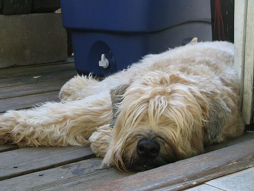 https://images.dog.ceo/breeds/terrier-wheaten/n02098105_3662.jpg