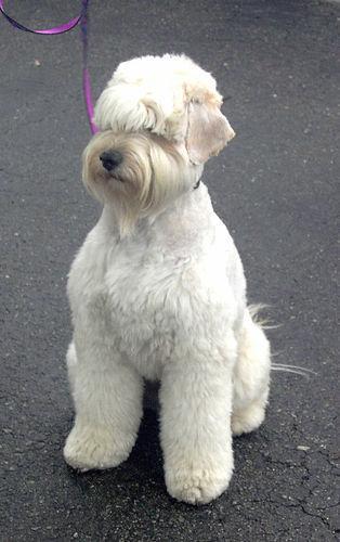 https://images.dog.ceo/breeds/terrier-wheaten/n02098105_3663.jpg