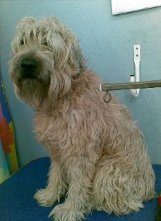 https://images.dog.ceo/breeds/terrier-wheaten/n02098105_3664.jpg