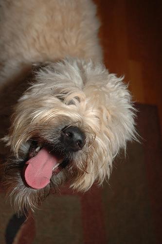 https://images.dog.ceo/breeds/terrier-wheaten/n02098105_3700.jpg