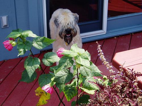 https://images.dog.ceo/breeds/terrier-wheaten/n02098105_3731.jpg