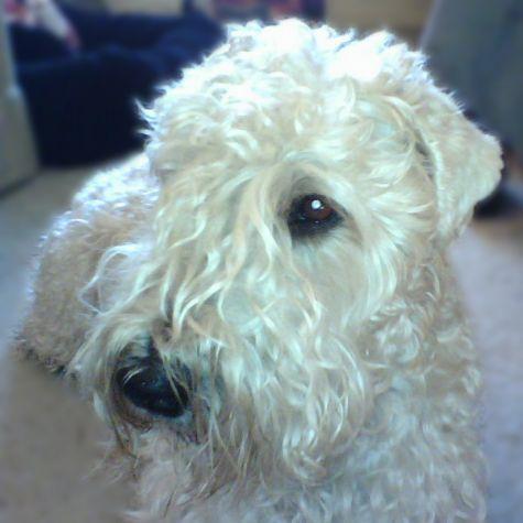 https://images.dog.ceo/breeds/terrier-wheaten/n02098105_3855.jpg