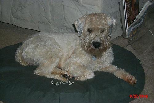 https://images.dog.ceo/breeds/terrier-wheaten/n02098105_3865.jpg