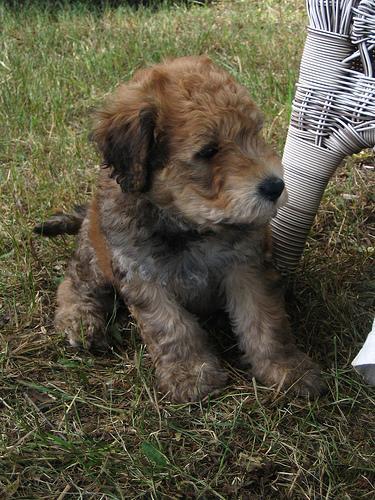 https://images.dog.ceo/breeds/terrier-wheaten/n02098105_398.jpg