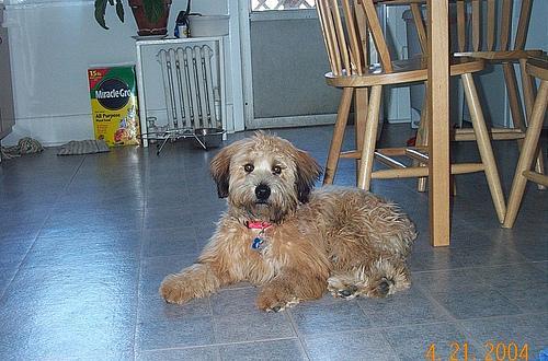 https://images.dog.ceo/breeds/terrier-wheaten/n02098105_3989.jpg