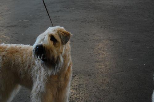 https://images.dog.ceo/breeds/terrier-wheaten/n02098105_4105.jpg