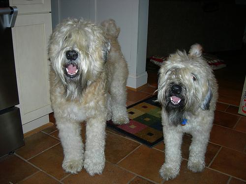 https://images.dog.ceo/breeds/terrier-wheaten/n02098105_4120.jpg