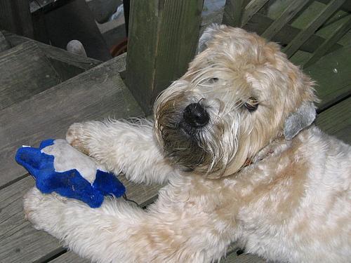 https://images.dog.ceo/breeds/terrier-wheaten/n02098105_4174.jpg