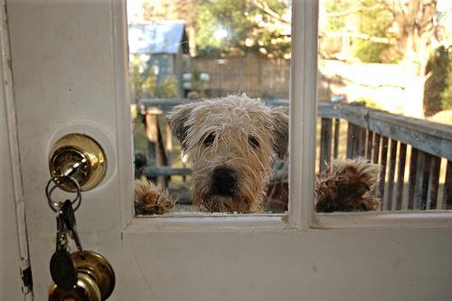 https://images.dog.ceo/breeds/terrier-wheaten/n02098105_4183.jpg