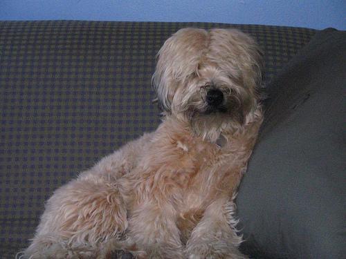 https://images.dog.ceo/breeds/terrier-wheaten/n02098105_474.jpg