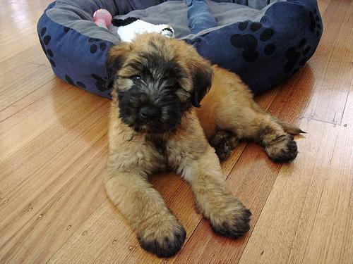 https://images.dog.ceo/breeds/terrier-wheaten/n02098105_50.jpg