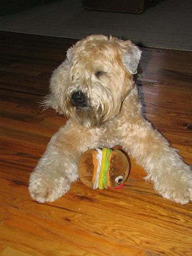 https://images.dog.ceo/breeds/terrier-wheaten/n02098105_539.jpg