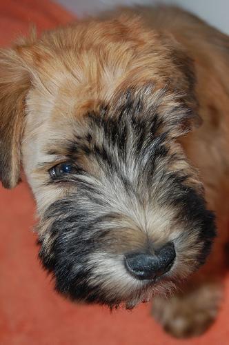 https://images.dog.ceo/breeds/terrier-wheaten/n02098105_555.jpg