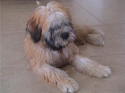 https://images.dog.ceo/breeds/terrier-wheaten/n02098105_562.jpg