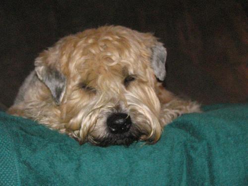 https://images.dog.ceo/breeds/terrier-wheaten/n02098105_637.jpg