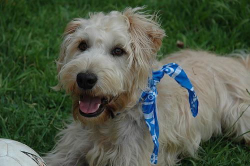 https://images.dog.ceo/breeds/terrier-wheaten/n02098105_675.jpg