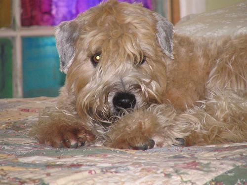 https://images.dog.ceo/breeds/terrier-wheaten/n02098105_707.jpg