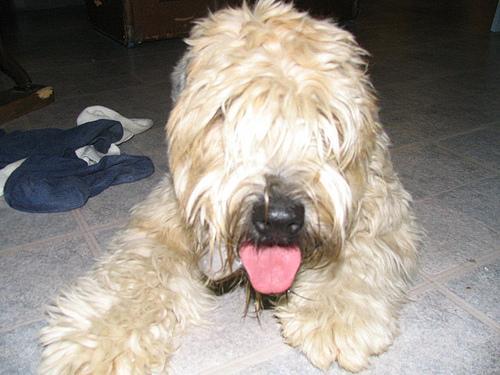 https://images.dog.ceo/breeds/terrier-wheaten/n02098105_719.jpg