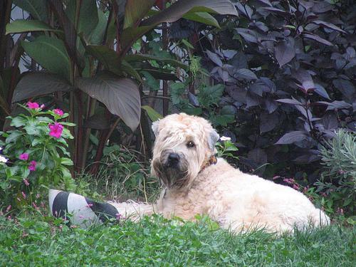 https://images.dog.ceo/breeds/terrier-wheaten/n02098105_773.jpg