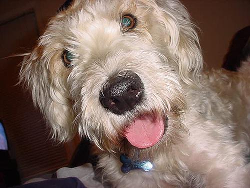 https://images.dog.ceo/breeds/terrier-wheaten/n02098105_817.jpg