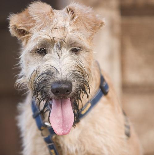 https://images.dog.ceo/breeds/terrier-wheaten/n02098105_845.jpg