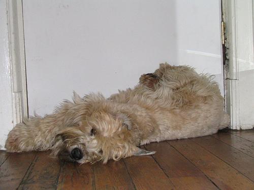 https://images.dog.ceo/breeds/terrier-wheaten/n02098105_875.jpg