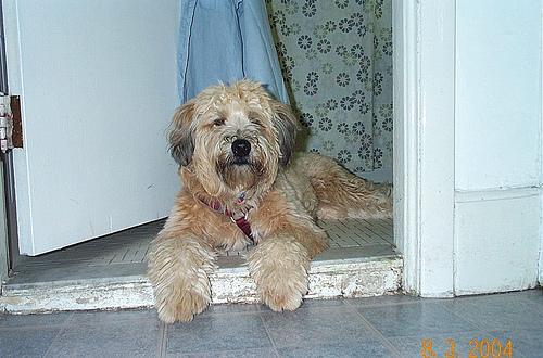 https://images.dog.ceo/breeds/terrier-wheaten/n02098105_91.jpg