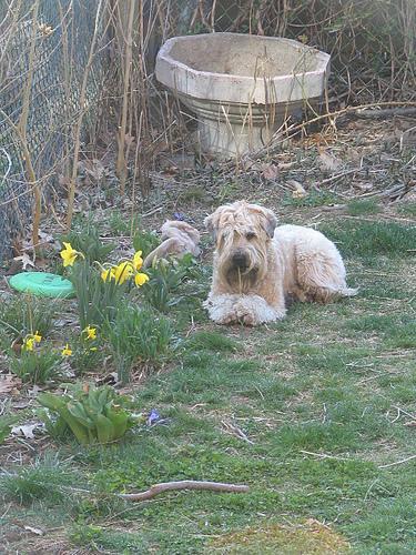 https://images.dog.ceo/breeds/terrier-wheaten/n02098105_911.jpg