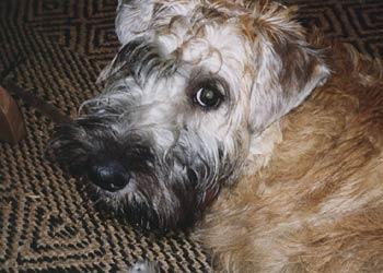 https://images.dog.ceo/breeds/terrier-wheaten/n02098105_915.jpg