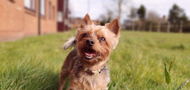 https://images.dog.ceo/breeds/terrier-yorkshire/20200319_143121.jpg