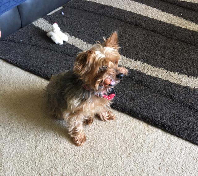 https://images.dog.ceo/breeds/terrier-yorkshire/IMG_3001.jpg