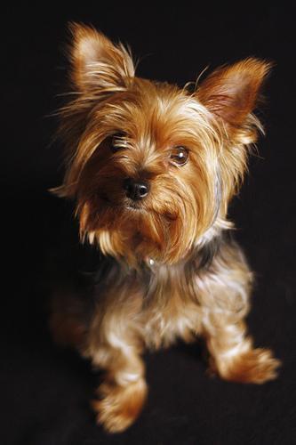 https://images.dog.ceo/breeds/terrier-yorkshire/n02094433_10123.jpg