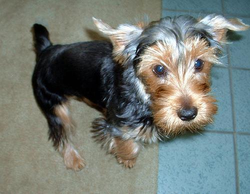 https://images.dog.ceo/breeds/terrier-yorkshire/n02094433_2041.jpg