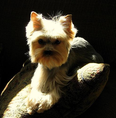 https://images.dog.ceo/breeds/terrier-yorkshire/n02094433_2197.jpg