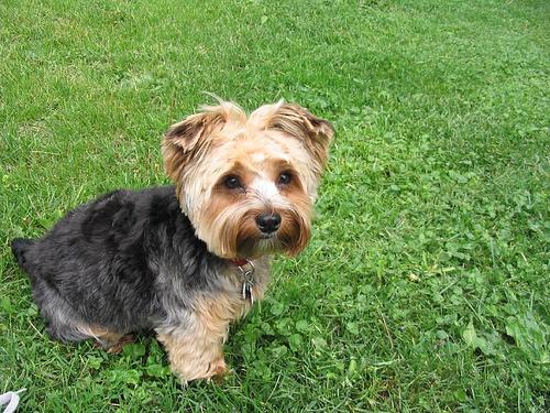 https://images.dog.ceo/breeds/terrier-yorkshire/n02094433_2229.jpg