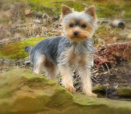 https://images.dog.ceo/breeds/terrier-yorkshire/n02094433_3766.jpg