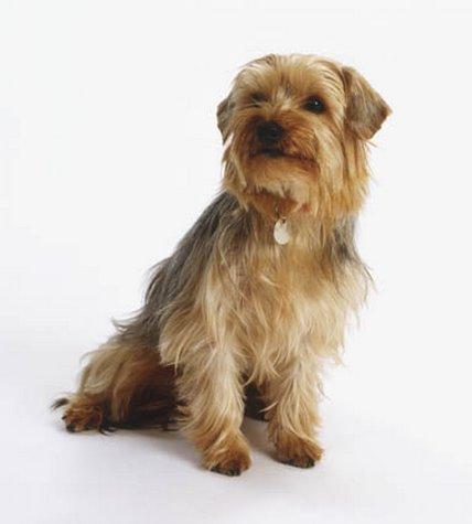 https://images.dog.ceo/breeds/terrier-yorkshire/n02094433_3947.jpg