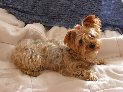 https://images.dog.ceo/breeds/terrier-yorkshire/n02094433_4005.jpg