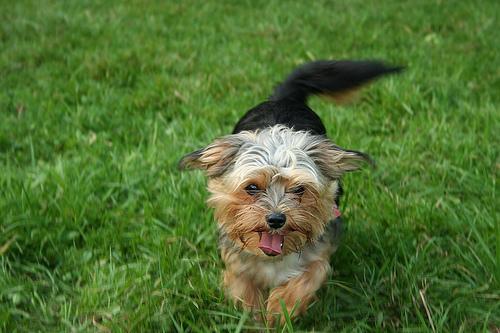 https://images.dog.ceo/breeds/terrier-yorkshire/n02094433_8419.jpg